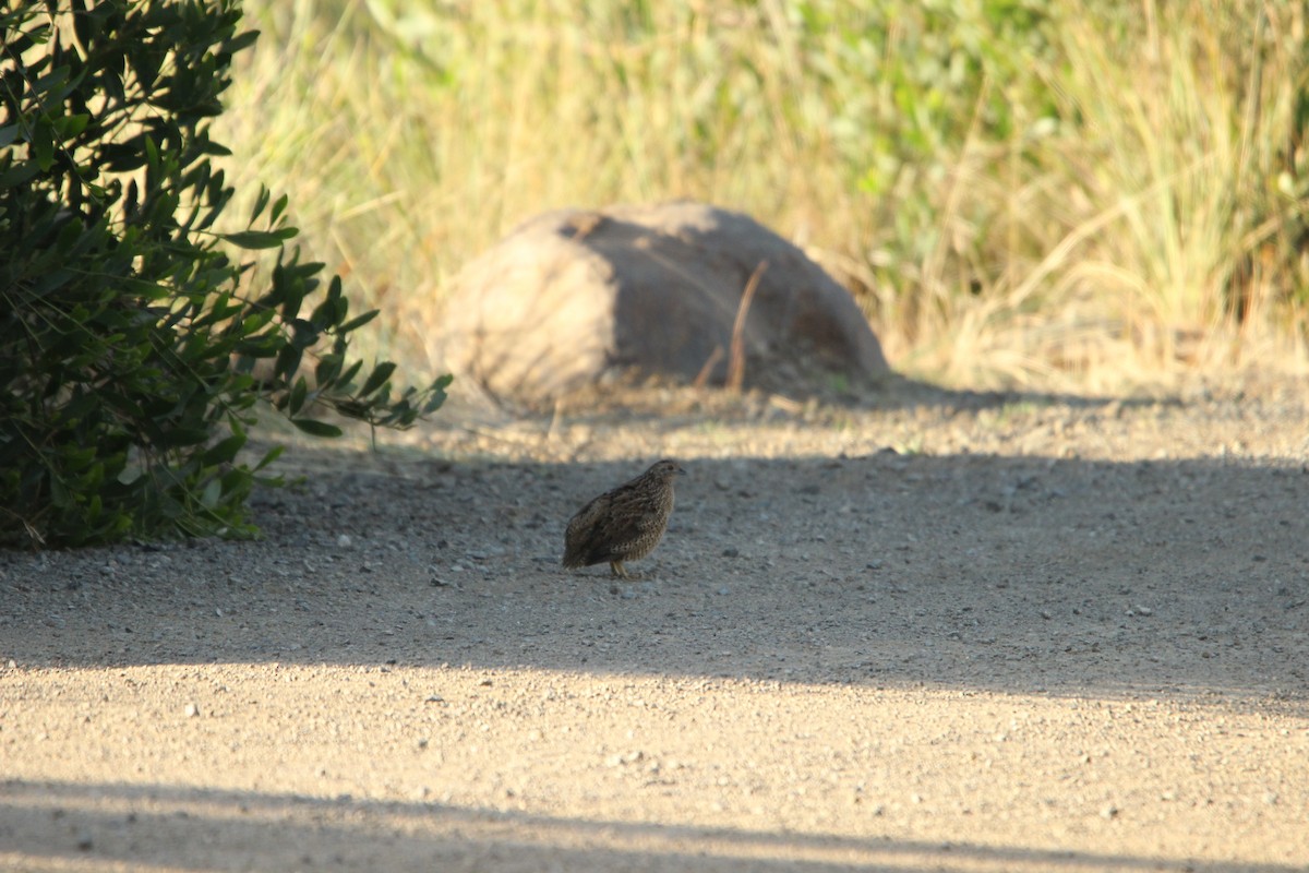 Brown Quail - ML631606748