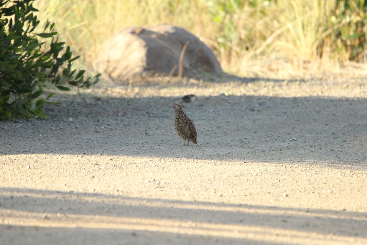 Brown Quail - ML631606749