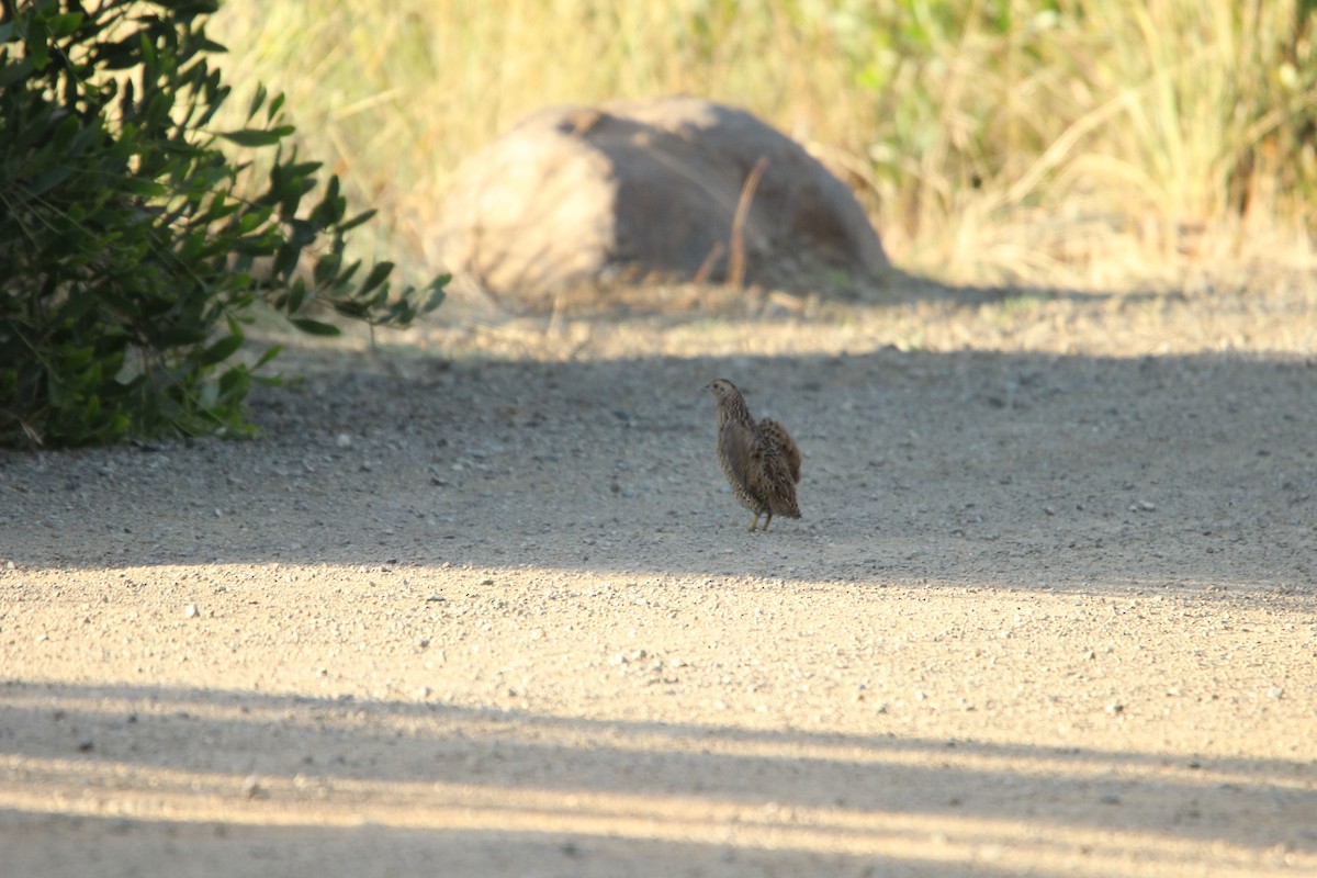 Brown Quail - ML631606750