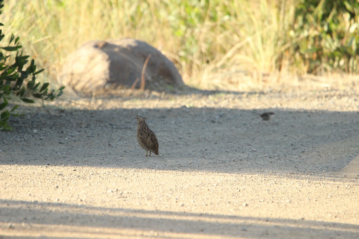 Brown Quail - ML631606751