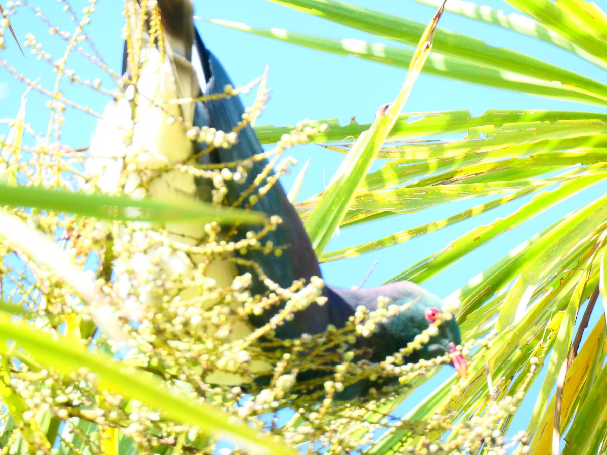 New Zealand Pigeon - ML631606837