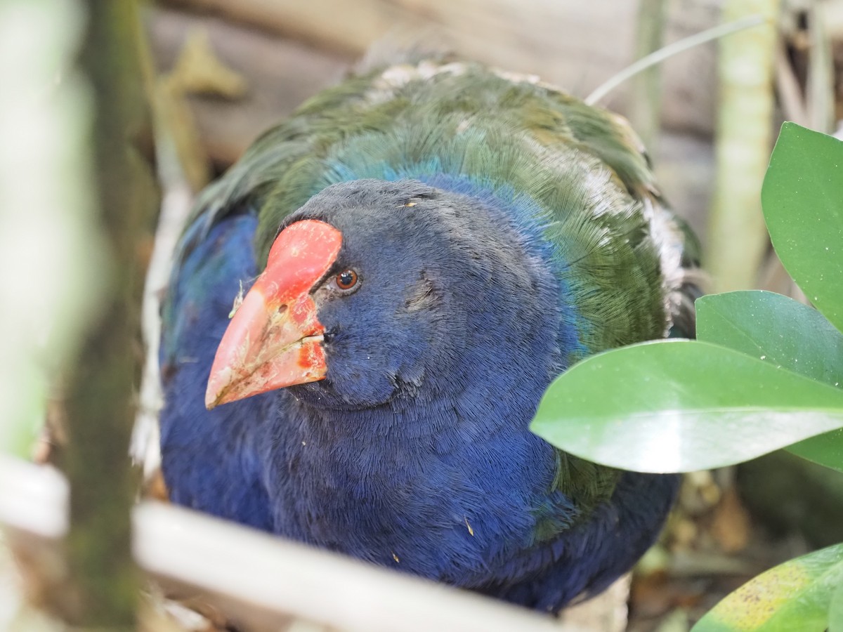 South Island Takahe - ML631607080