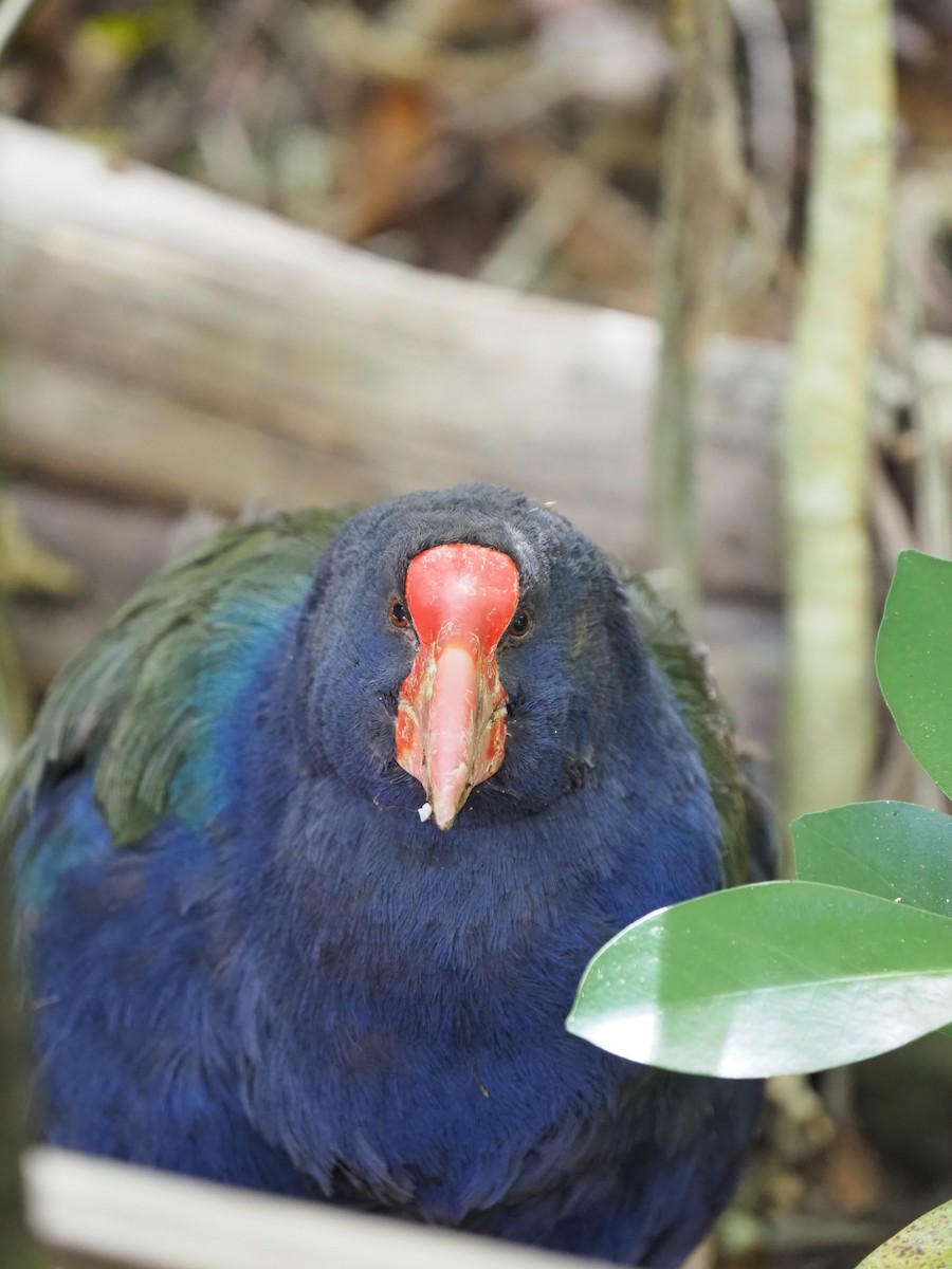South Island Takahe - ML631607081