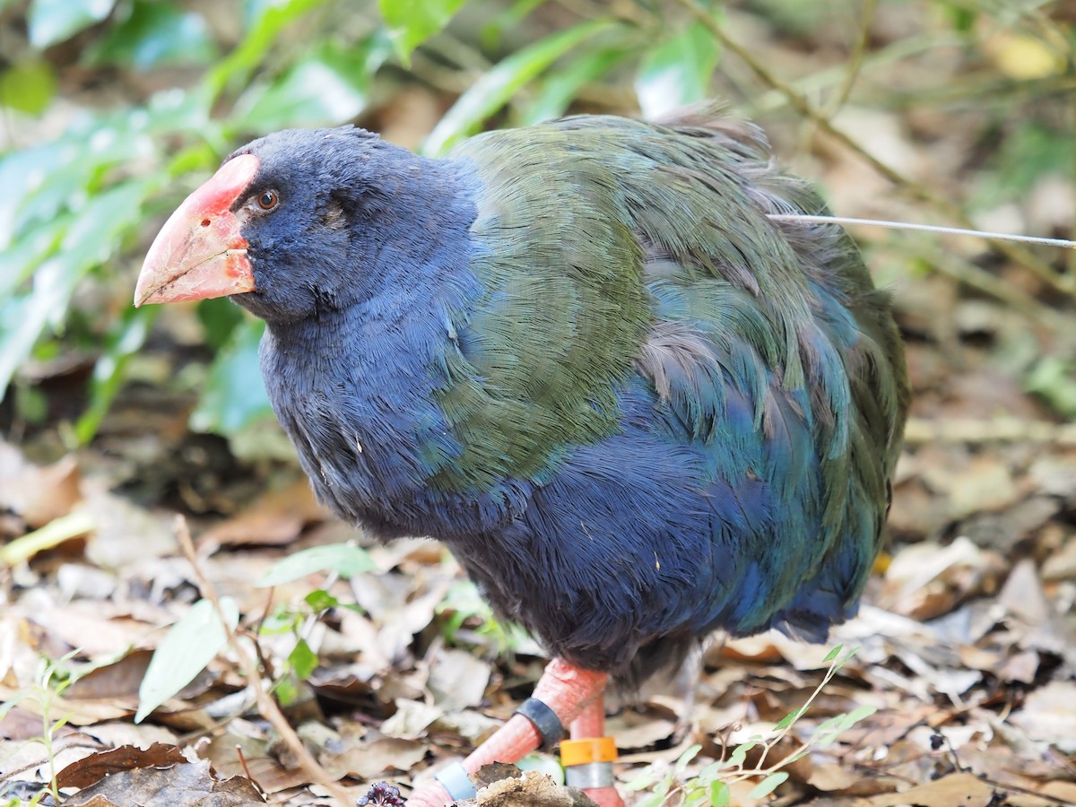 South Island Takahe - ML631607082