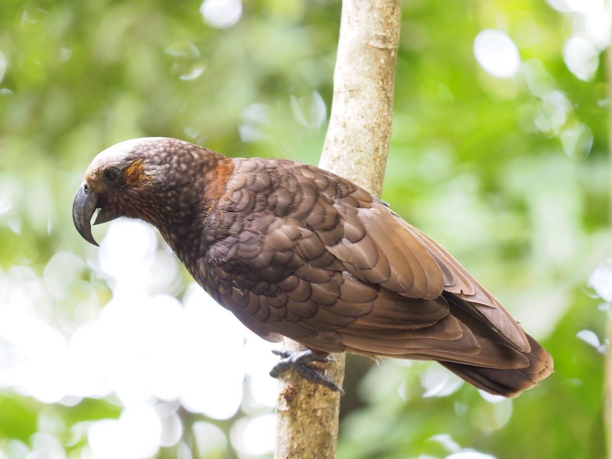 New Zealand Kaka - ML631607101