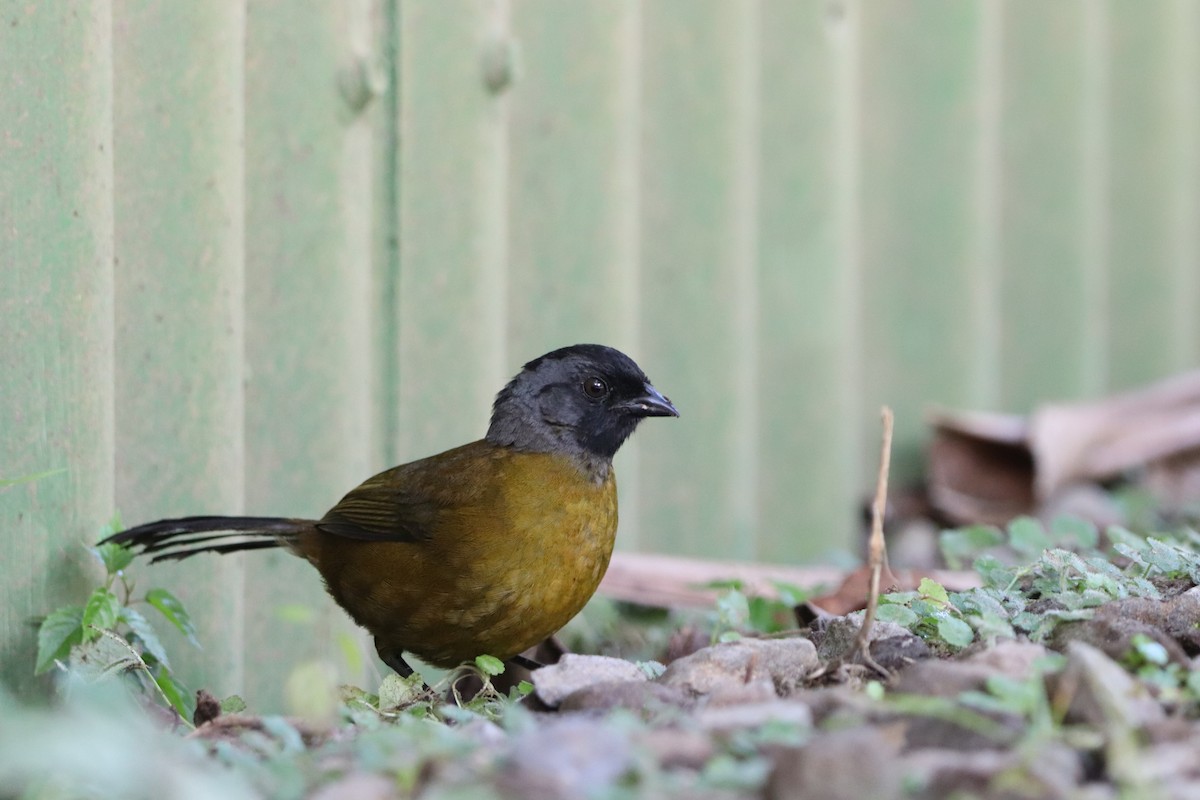 Large-footed Finch - ML631607140