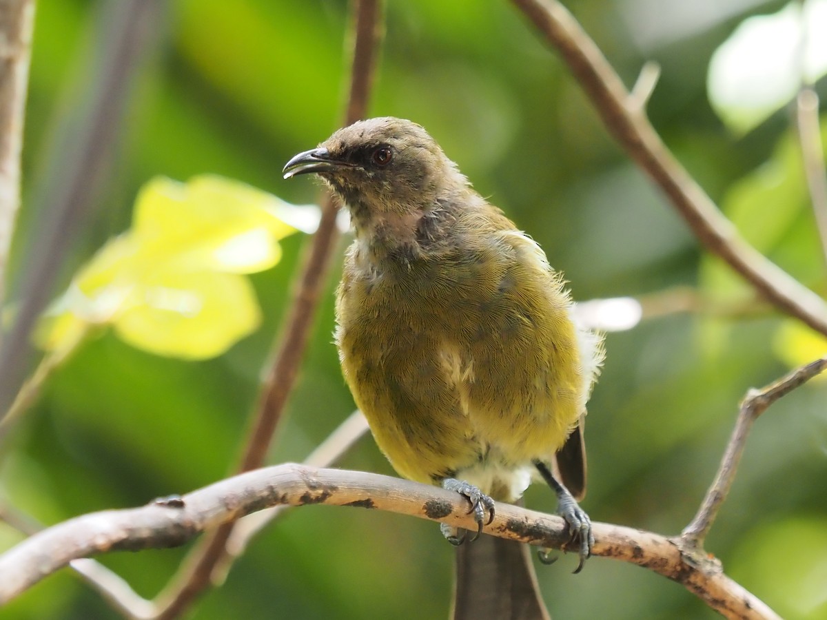 New Zealand Bellbird - ML631607142
