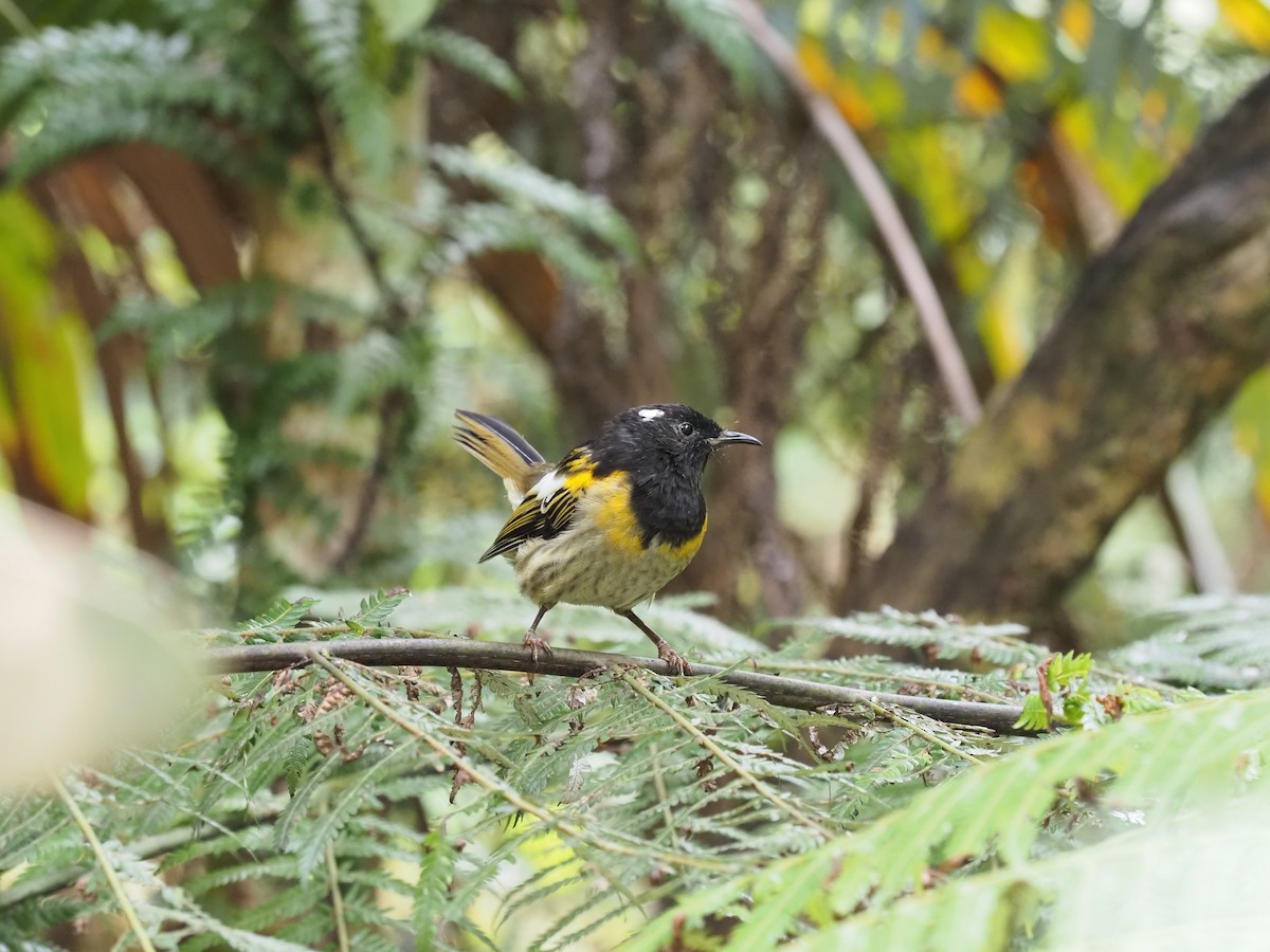 Stitchbird - ML631607143