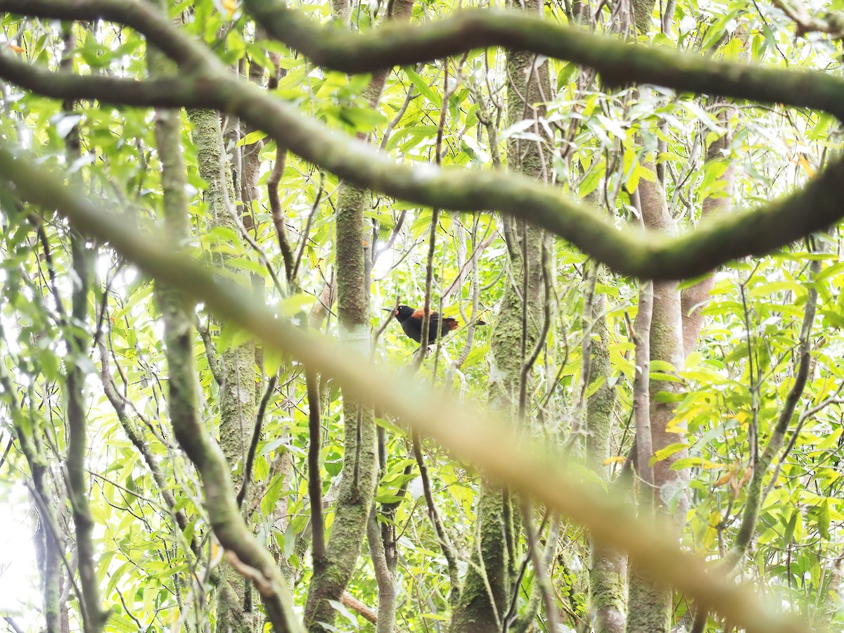 North Island Saddleback - ML631607144