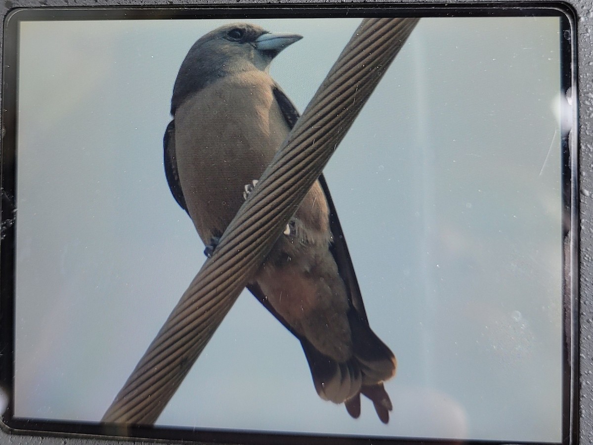 Ashy Woodswallow - ML631607169