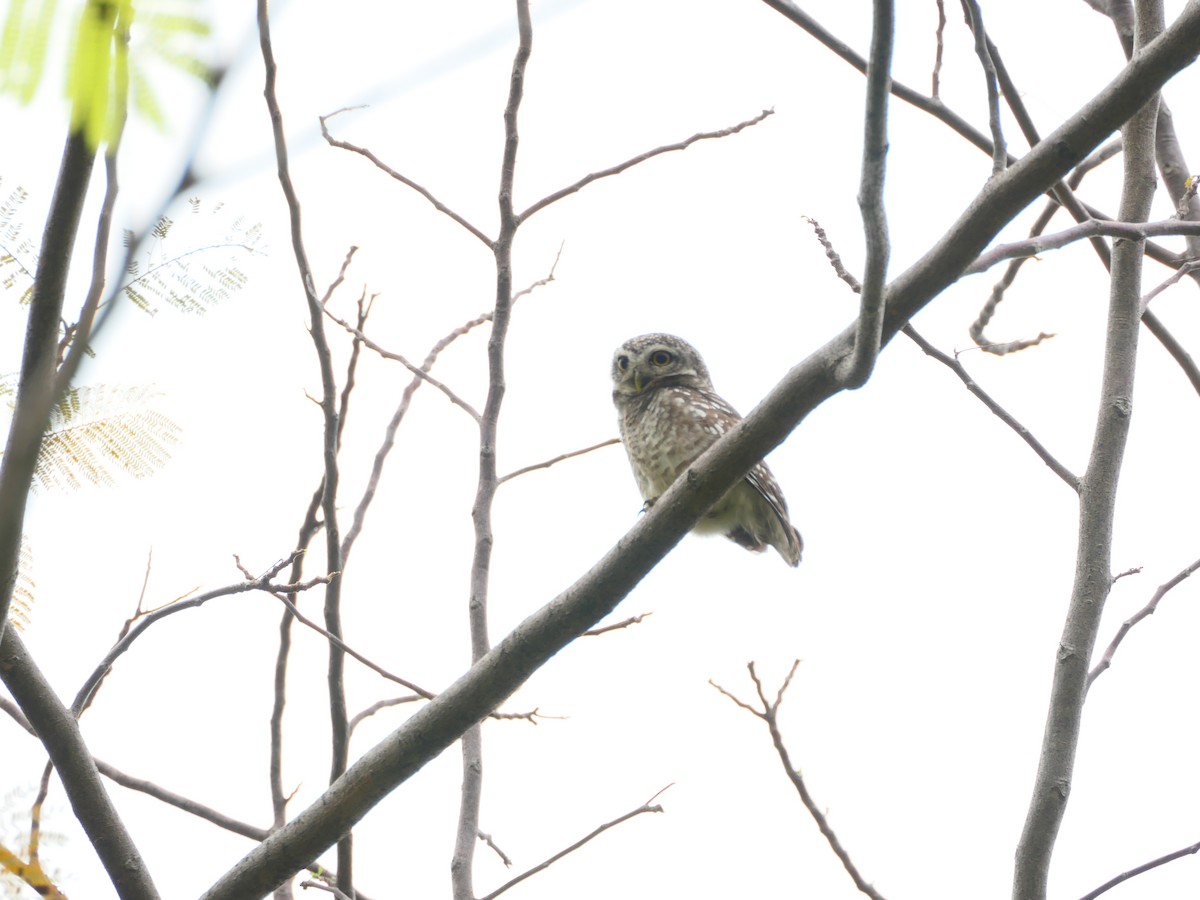 Spotted Owlet - ML631607224