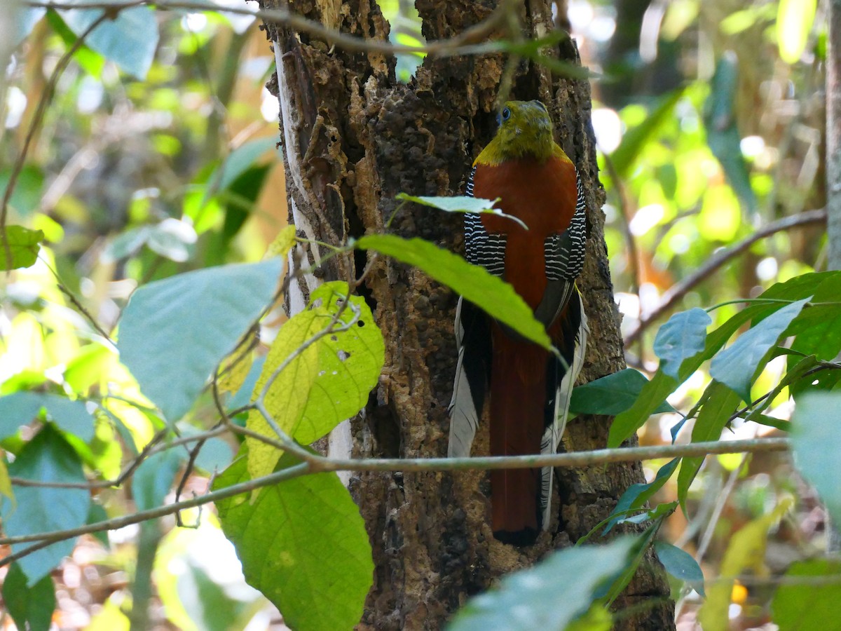 Orange-breasted Trogon - ML631607269