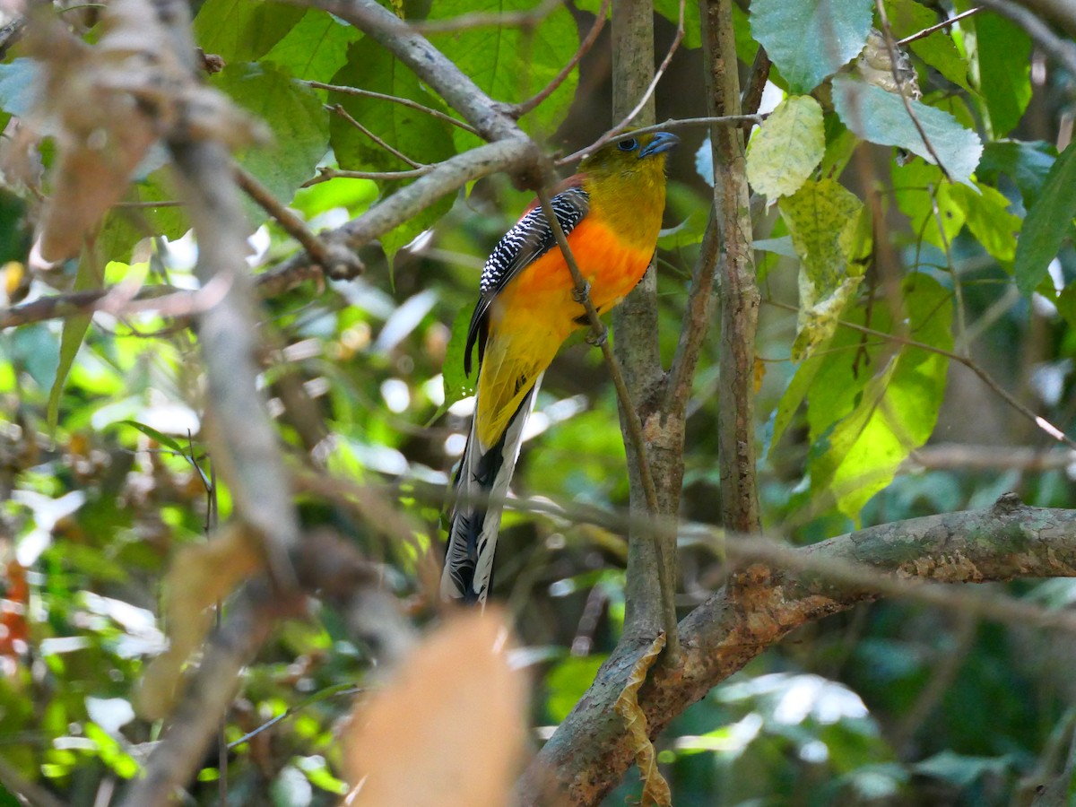 Orange-breasted Trogon - ML631607270