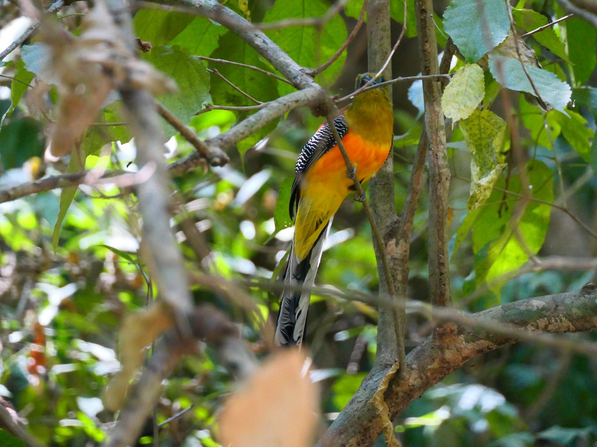 Orange-breasted Trogon - ML631607271