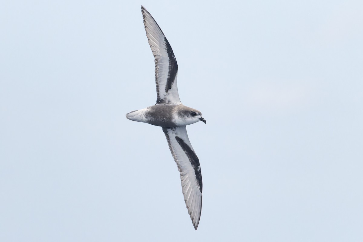 Mottled Petrel - ML631607334