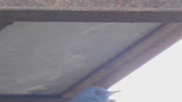 Цэнхэр жижир - ML631607350
