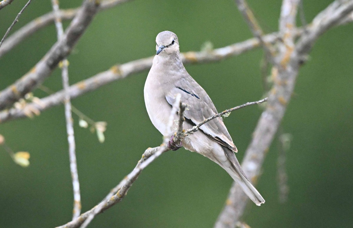 Picui Ground Dove - ML631607418