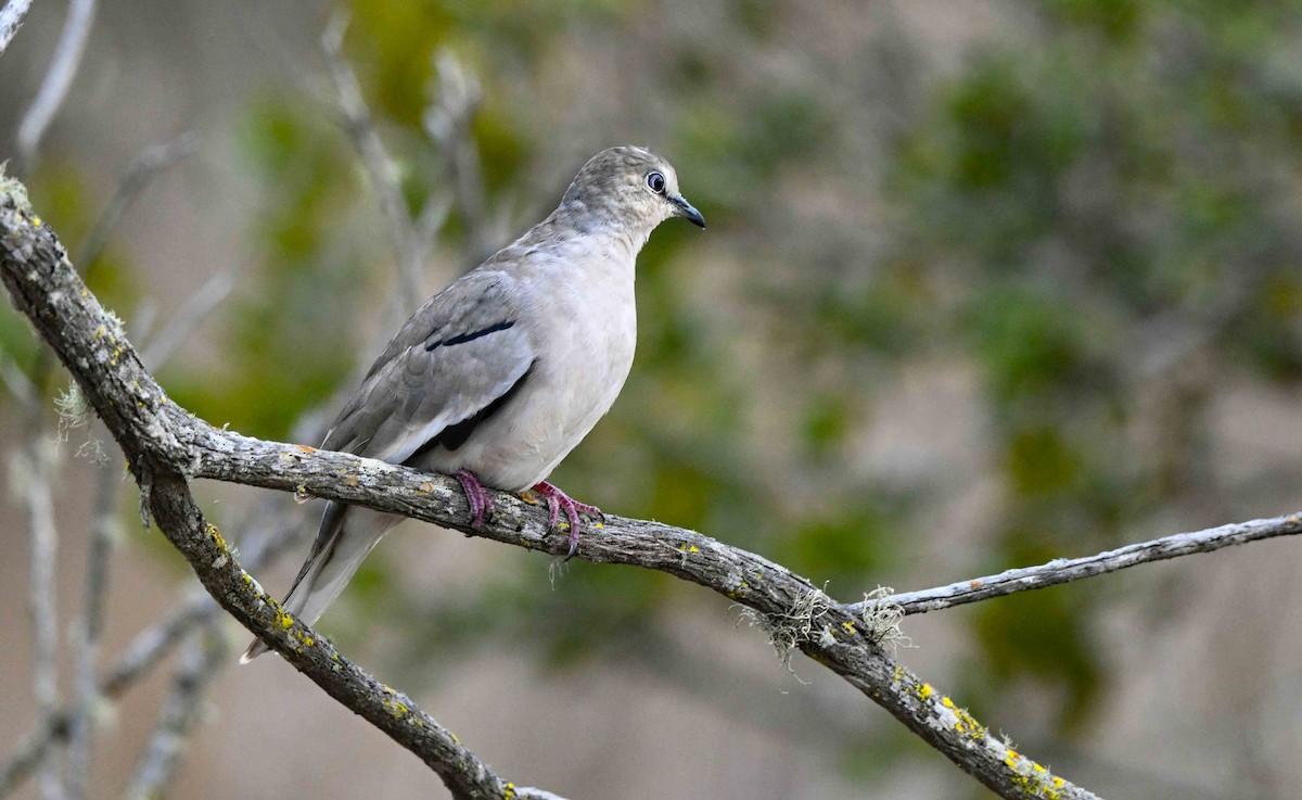 Picui Ground Dove - ML631607461