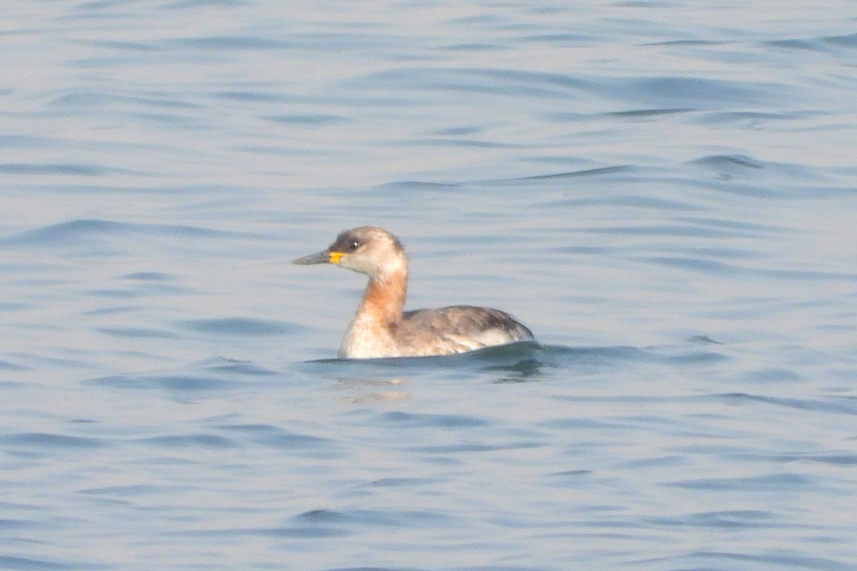 gråstrupedykker - ML631607519