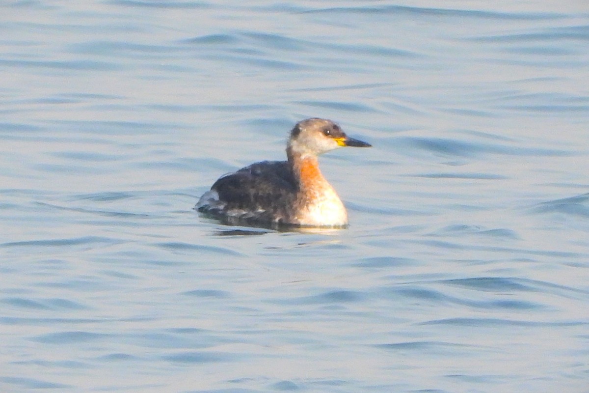 gråstrupedykker - ML631607521