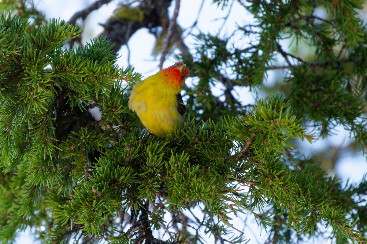 Western Tanager - ML631607934