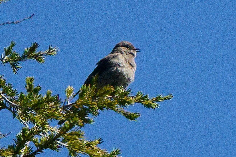 Townsend's Solitaire - ML631607941