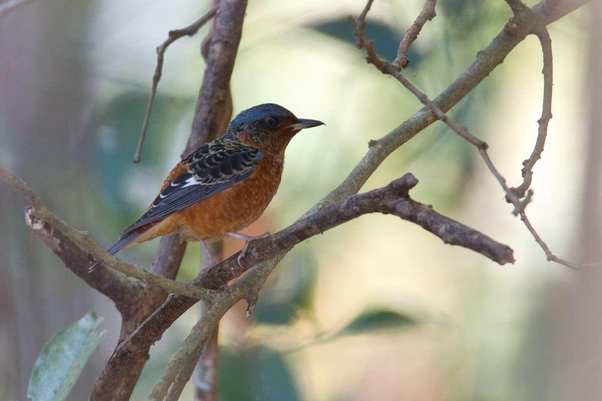 White-throated Rock-Thrush - ML631607976