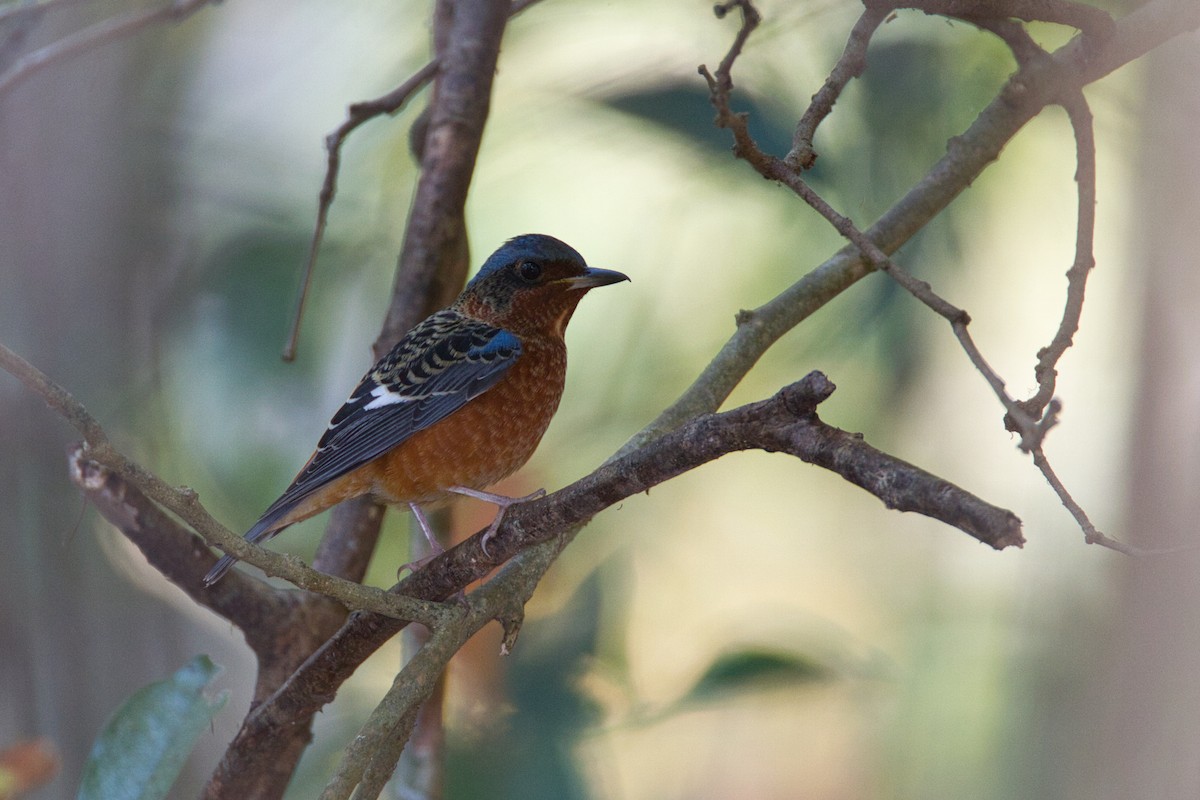 White-throated Rock-Thrush - ML631607977