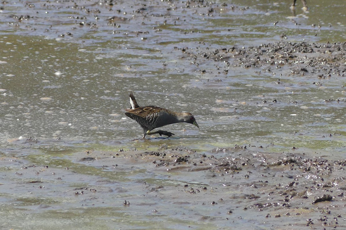 Australian Crake - ML631607985