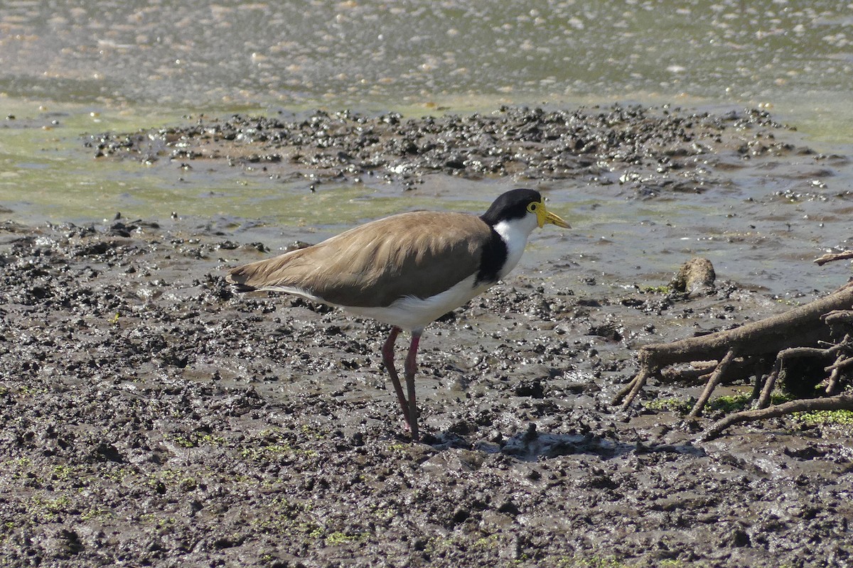 Masked Lapwing - ML631608003