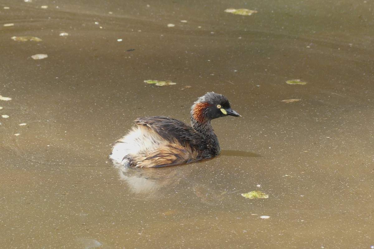 Australasian Grebe - ML631608006