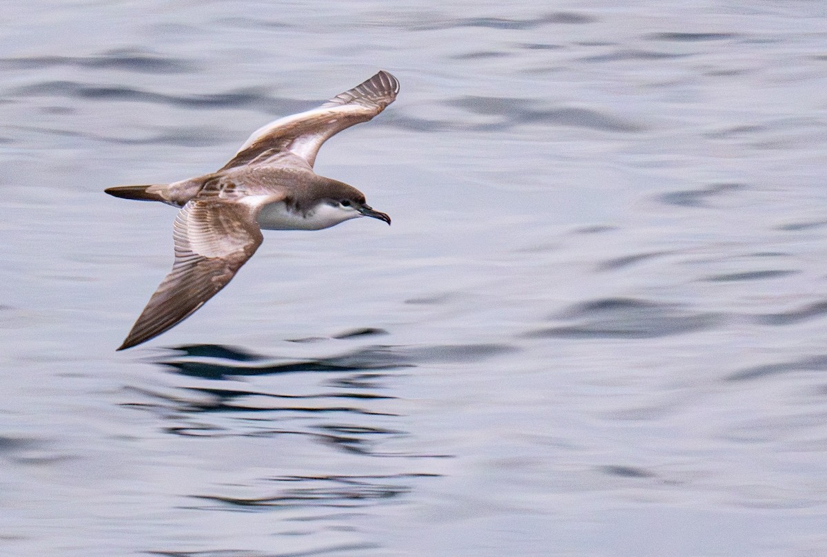 Буревісник Бюлера - ML631608017