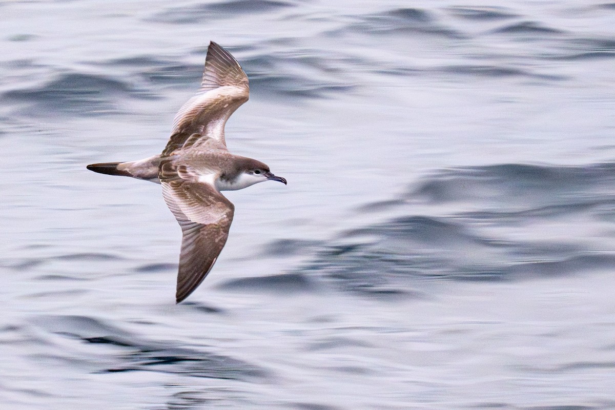 Буревісник Бюлера - ML631608018