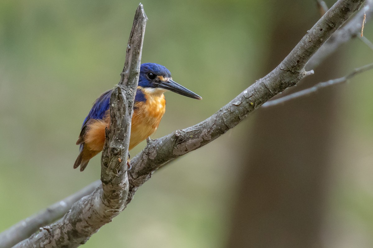 Azure Kingfisher - ML631608025