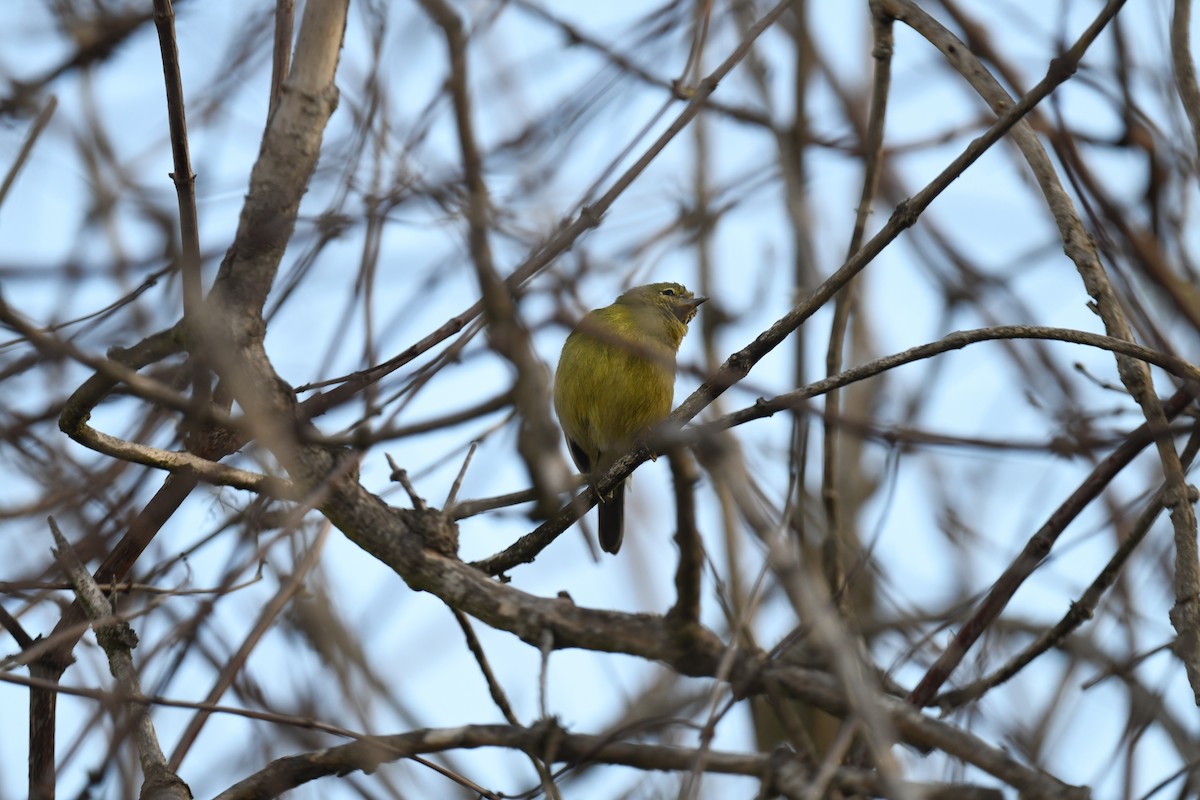 Orange-crowned Warbler - ML631608142