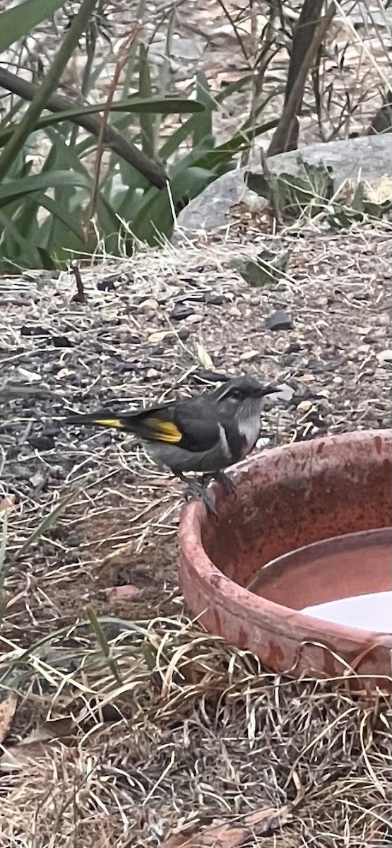 Crescent Honeyeater - ML631608245