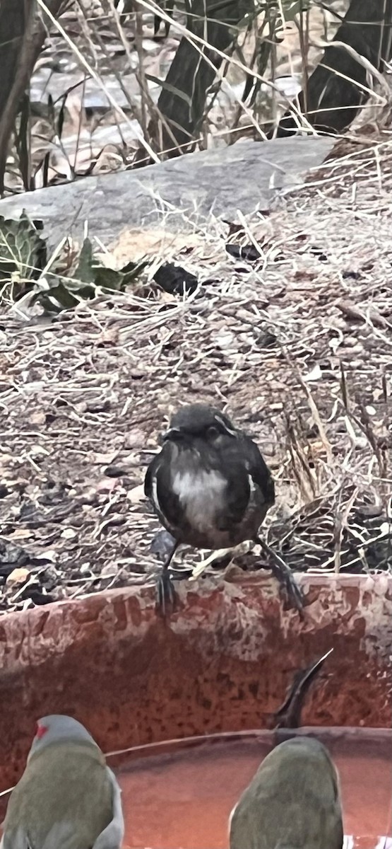 Crescent Honeyeater - ML631608246