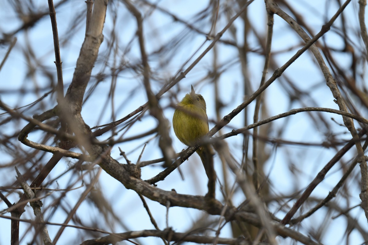 Orange-crowned Warbler - ML631608353