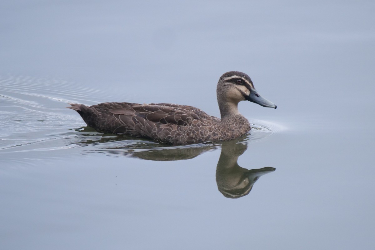 Pacific Black Duck - ML631608369