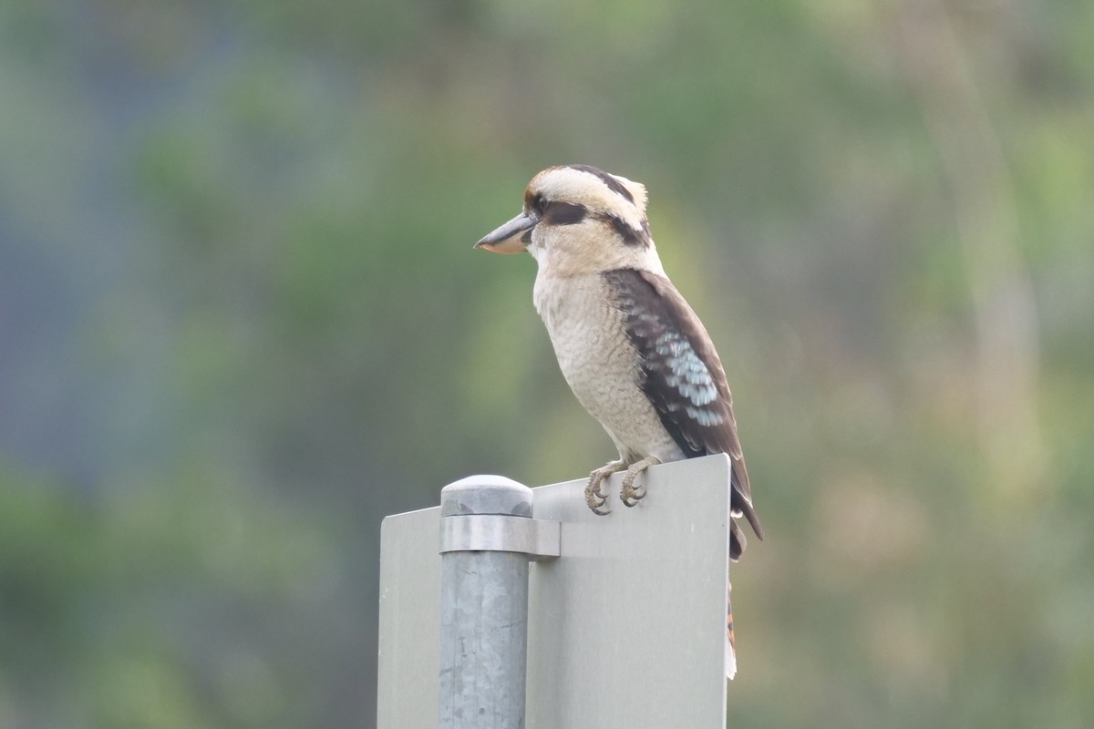 Laughing Kookaburra - ML631608372
