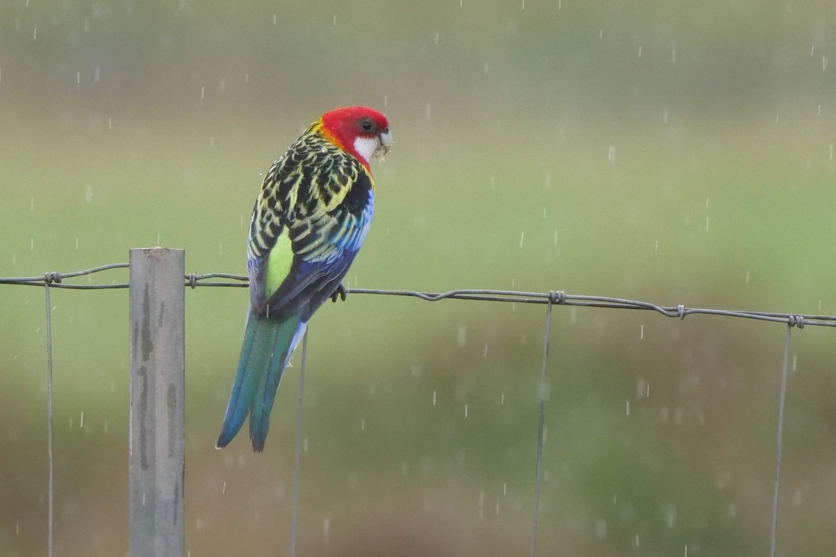 Eastern Rosella - ML631608380