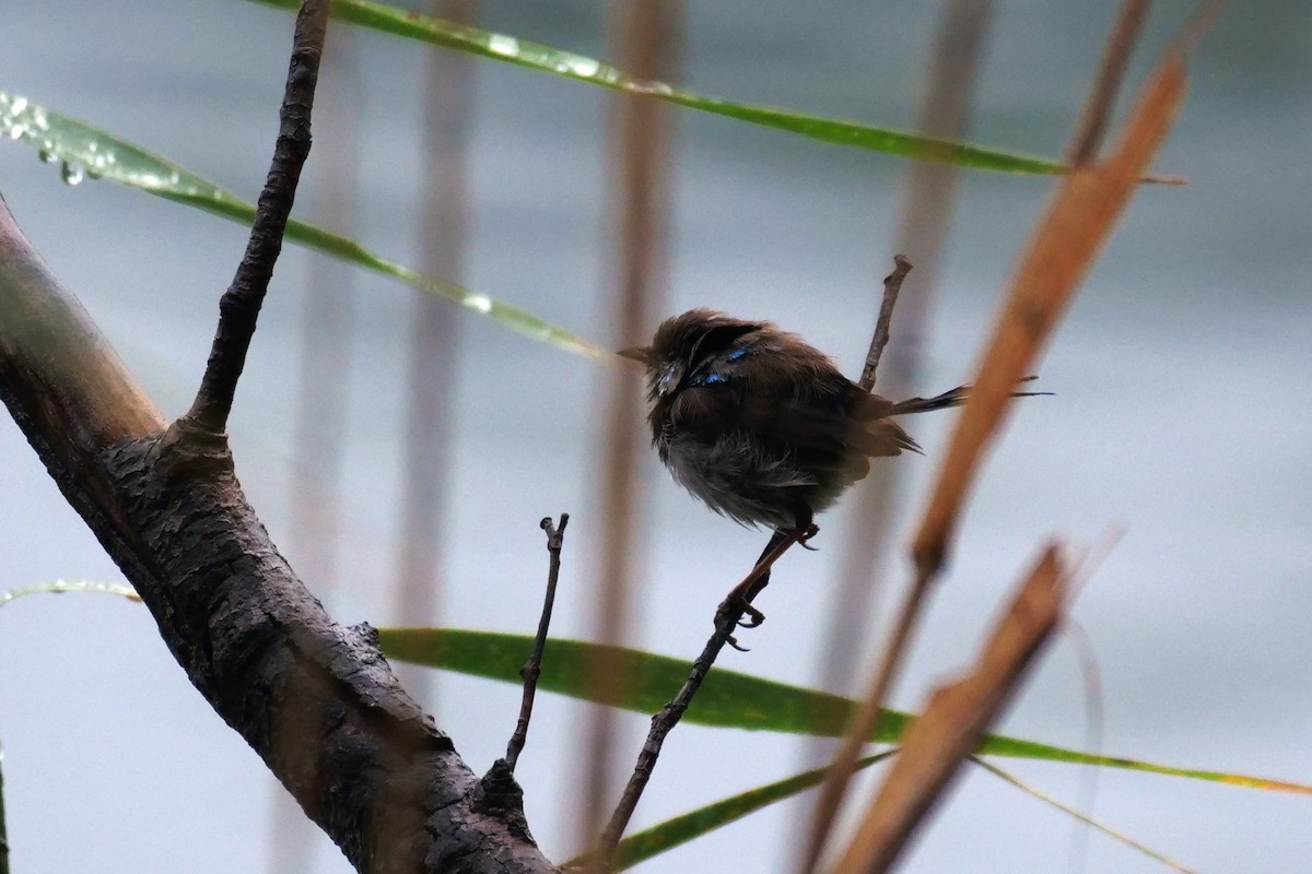 Superb Fairywren - ML631608391