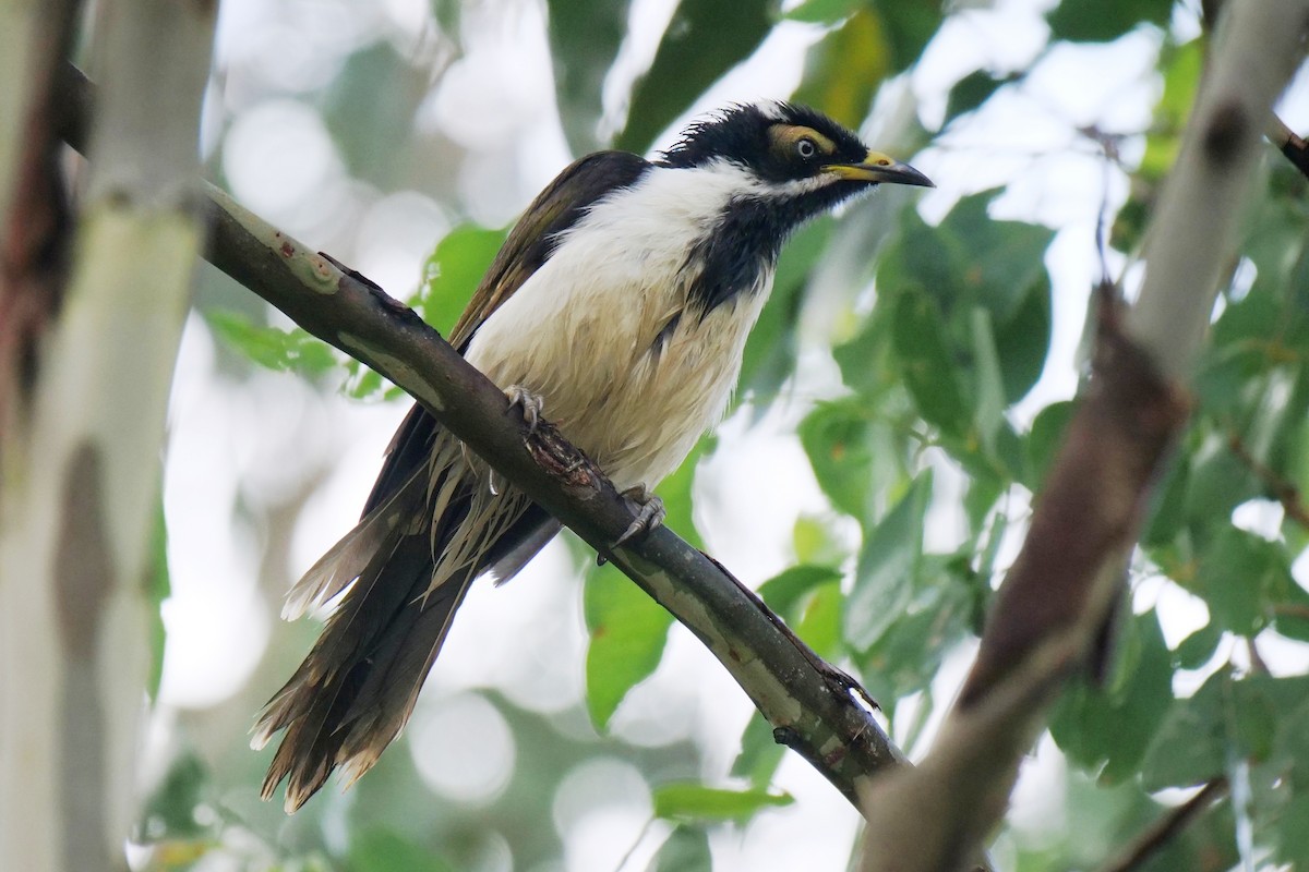 Blue-faced Honeyeater - ML631608412