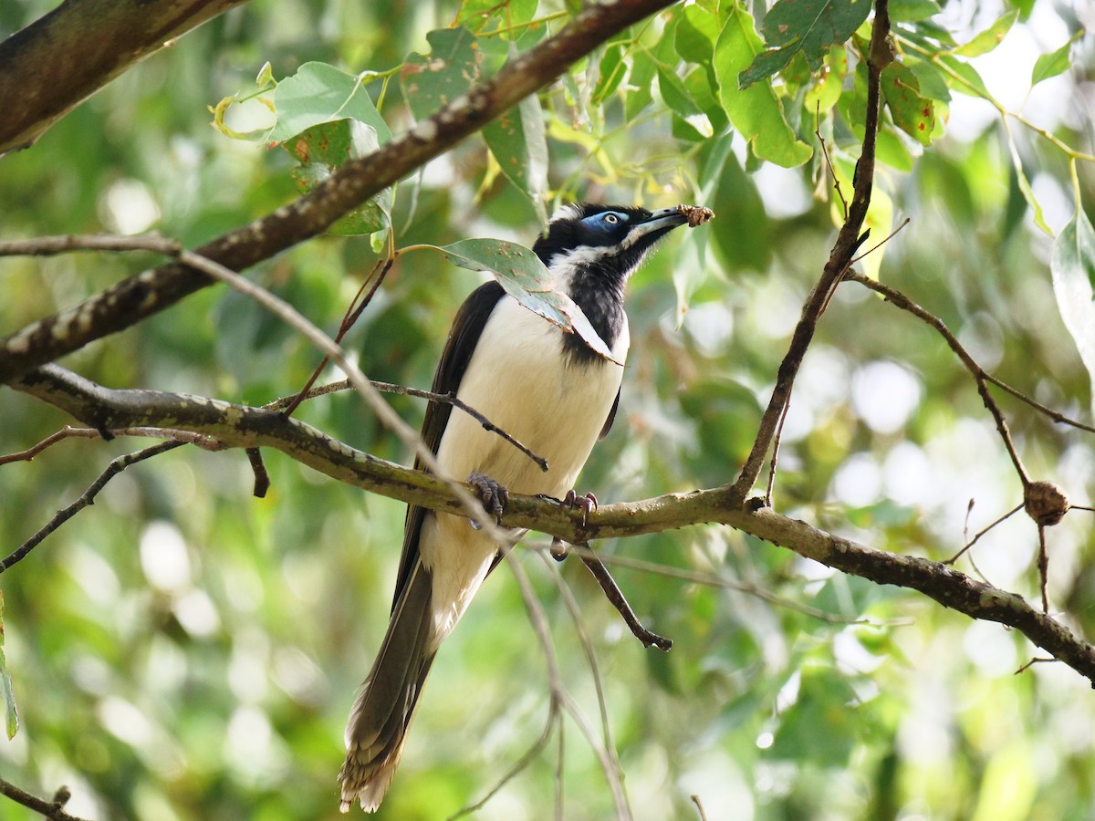 Blue-faced Honeyeater - ML631608418