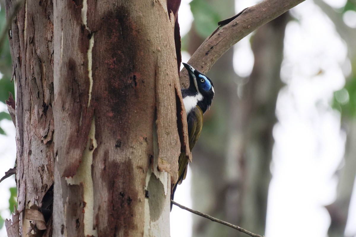 Blue-faced Honeyeater - ML631608429