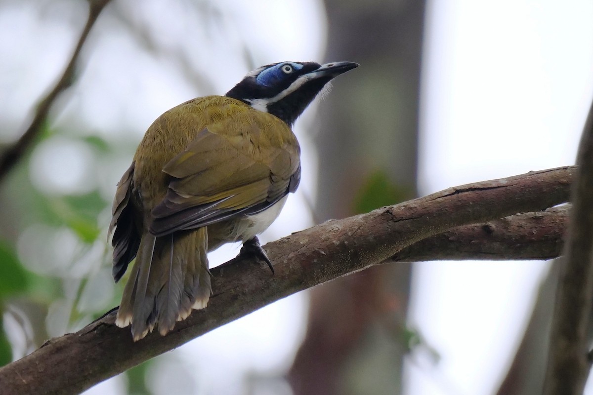 Blue-faced Honeyeater - ML631608436