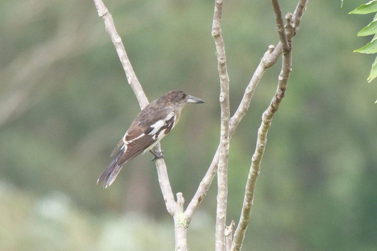 Pied Butcherbird - ML631608448
