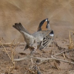 ノウメンスズメ - ML631608527