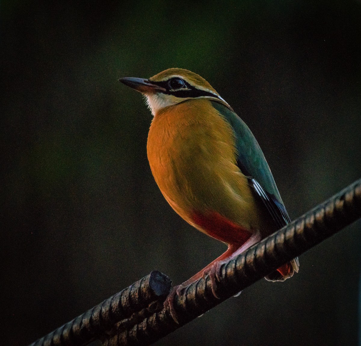 Indian Pitta - ML631608701