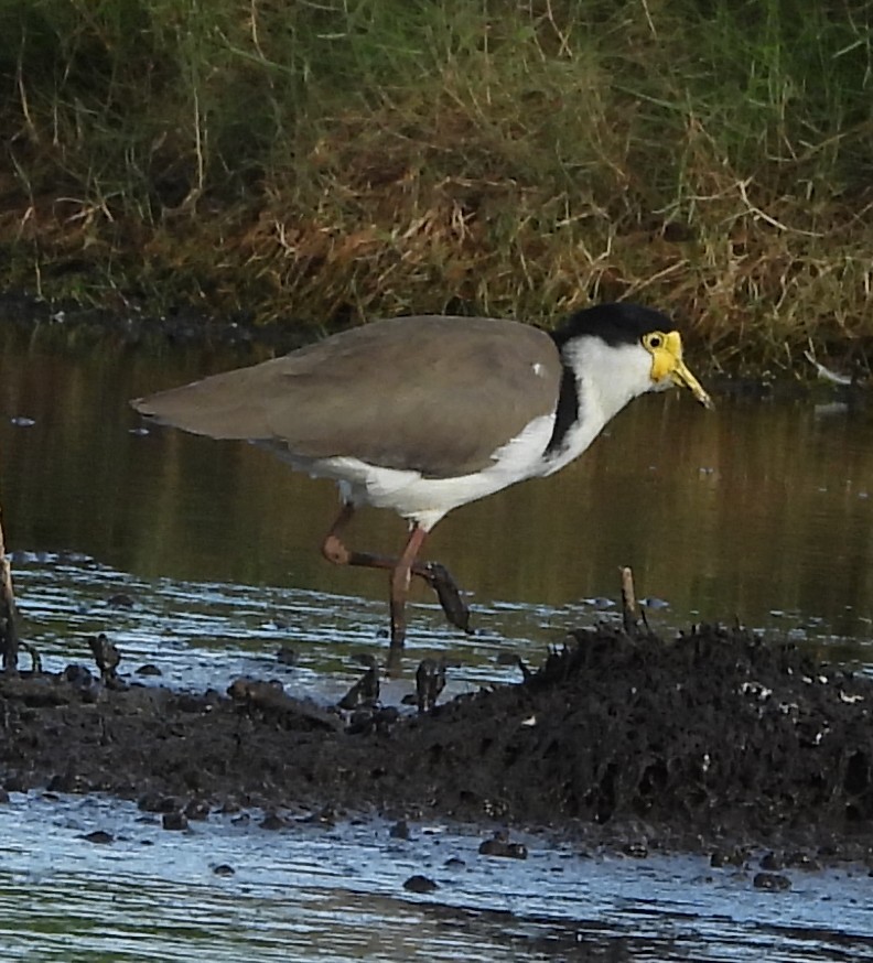 Masked Lapwing (Black-shouldered) - ML631608905